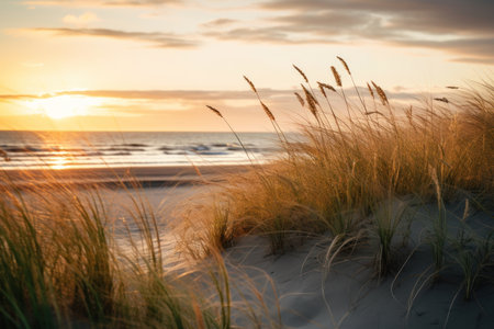 Dune grass on the beach at sunset, Baltic Sea, Polandの素材