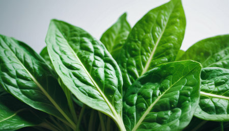 Close up of fresh spinach leaves on white background. Selective focus.の素材