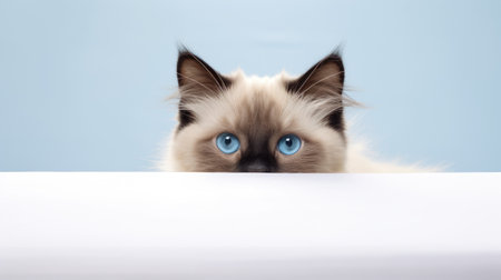 Ragdoll cat with blue eyes on a blue background.の素材