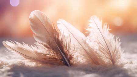 Feathers of a bird on a background of a warm lightの素材