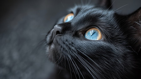 Portrait of a black cat with blue eyes on a dark backgroundの素材