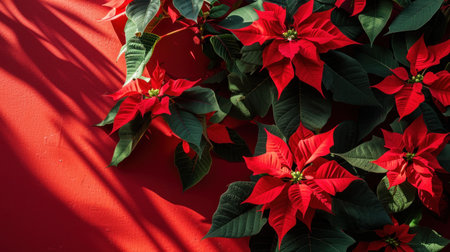 Christmas flower poinsettia on red background with copy space.の素材
