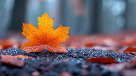 Autumn maple leaf on wet asphalt, shallow depth of field.の素材