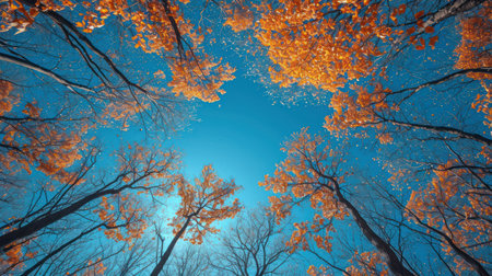 Beautiful autumn forest on blue sky background. Fall season concept.の素材