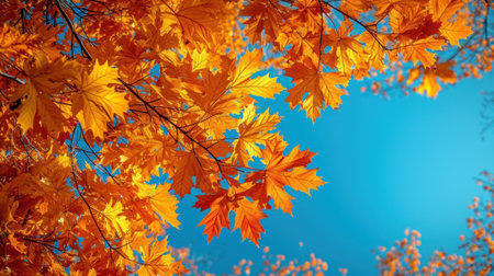Autumn maple leaves on blue sky background. Beautiful nature background.の素材