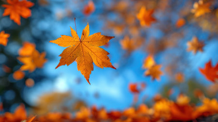 Autumn maple leaves on blue sky background. Selective focus.の素材