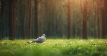 Silhouette of seagull on green grass in the forestの素材