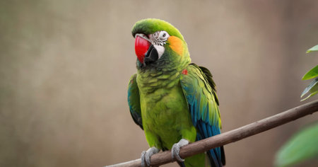 Portrait of a colorful macaw parrot on a perchの素材