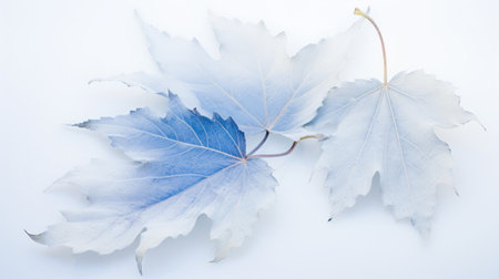 Blue maple leaves on a white background with copy space, tonedの素材
