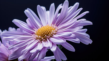 purple chrysanthemum on a black background close-upの素材