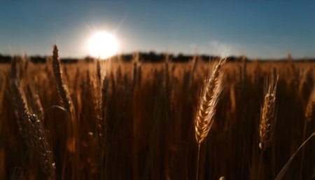 Wheat field and sun in the background. Shallow depth of field.の素材