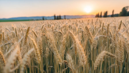 Golden ears of wheat at sunset in Tuscany, Italy.の素材