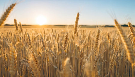 Wheat field. Ears of golden wheat close up. Beautiful Nature Sunset Landscape.の素材