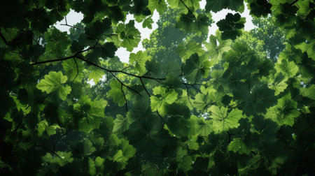 green leaves on a tree in the forest, beautiful photo digital pictureの素材