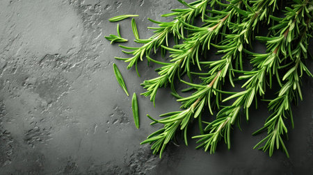 Fresh green rosemary on grey background, top view. Space for textの素材