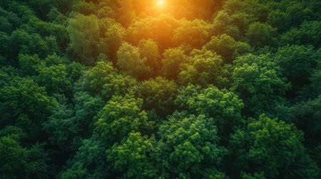 Beautiful green forest at sunset. Nature background. Top view.の素材