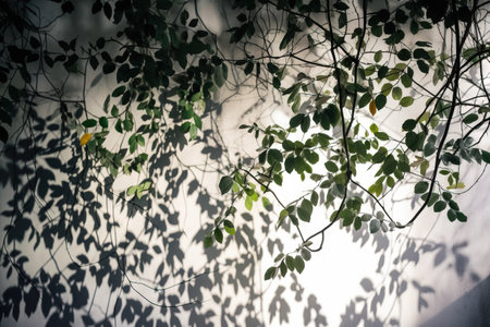 Green leaves with sunlight and shadow on the wall. Nature background.の素材