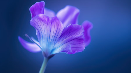 purple flower on blue background, close-up, soft focusの素材