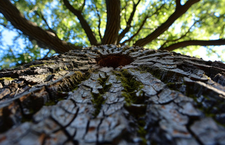 a close up view of a tree&#39;s bark and branches with a blue sky in the backgrounge of the image and a green leafy tree in the foreground. .の素材