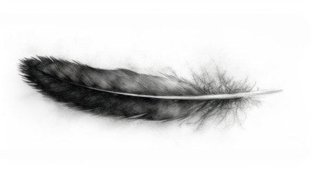 black feather isolated on white background, black feather on a white backgroundの素材