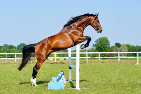 Horse jumping over obstacle in a paddock with blue watering canのeditorial素材