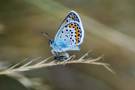 Blue-eyed butterfly (Lycaenidae) a beetle in front of a blurred bokeh backgroundの写真素材