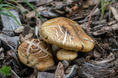 Macro close up of two very decorative brown mushrooms in a forest near Berlinの写真素材