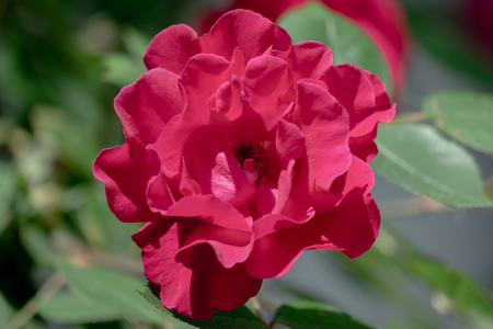 Beautiful red double flower of a rose in bright sunshineの写真素材