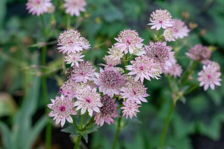 macro shot of pink flowers of astrantia major showing many details like pistils and pollenの写真素材