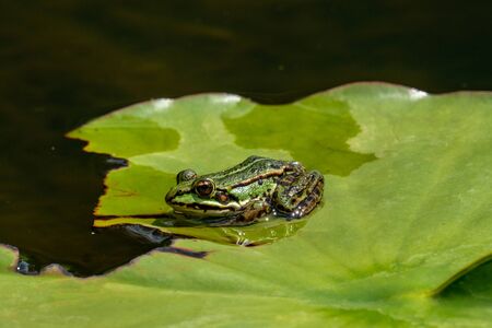 Rana esculenta-  common water frog sunbathing in a lakeの写真素材
