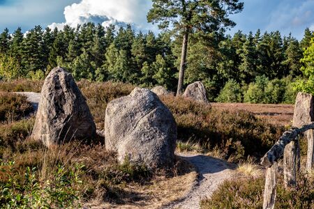 megalith monument in german heath landscape with blooming heather plants called Oldendorfer Totenstattの写真素材