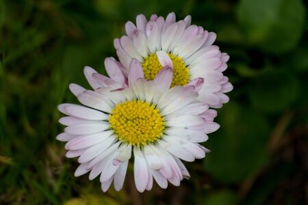 macro picture of two sweet daisy flowers showing meny details like pistils and pollen with a bokeh backgroundの写真素材