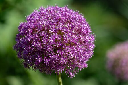 blooming purple flower ball of a Allium Giganteum (giant onion) plantの写真素材