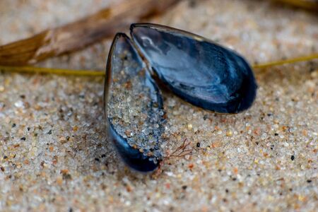 macro close up of a blue mussel with detailed sand grains on a beachの写真素材