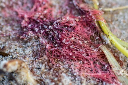 macro of sea pollution on a sandy beach with a trash of a fishing netの写真素材