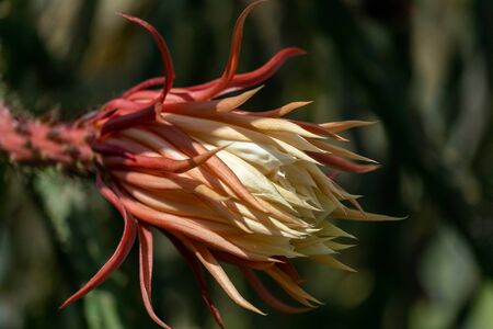 close up of a half open queen of the night (Selenicereus grandiflorus) flower in daylightの写真素材