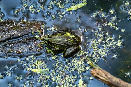 Rana esculenta-  common water frog sunbathing in a lakeの写真素材