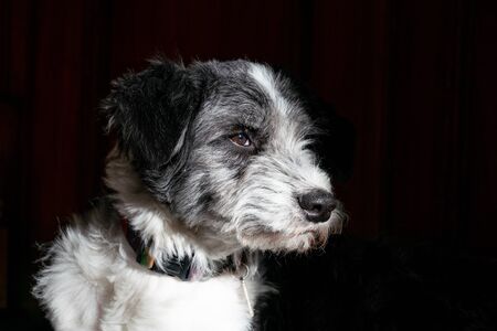 portrait of a black and white dog side facedの写真素材