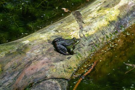 Rana esculenta-  common water frog sunbathing in a lakeの写真素材