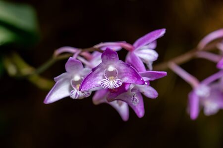 macro picture of  purple dendrobium kingianum orchid flowers showing details like pistils with a balck backgroundの写真素材