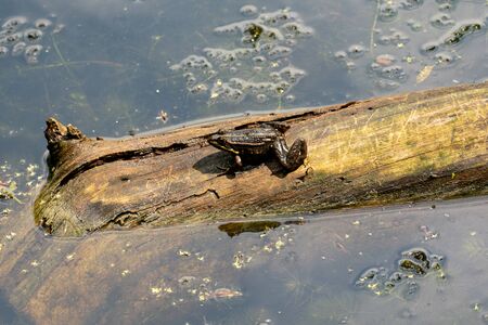 Rana esculenta-  common water frog sunbathing in a lakeの写真素材