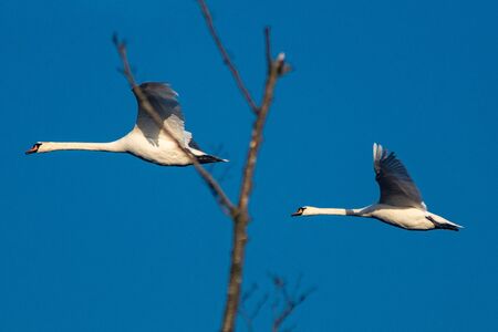 two white swans flying in the blue cloudless sky with a tree in the foregroundの写真素材