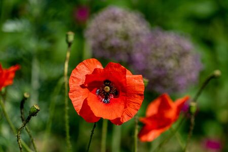 close up of  vivid red papaver rhoeas (poppy) flowers in full sunshineの写真素材
