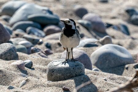 sunny close up of a pied wagtail (motacilla alba) on a stone on a beachの写真素材