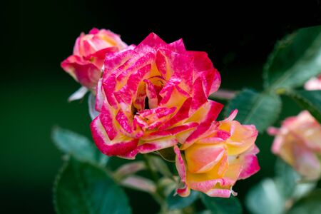 colourful close up of several little sunset climber rose heads with bokeh background and detailed petalsの写真素材