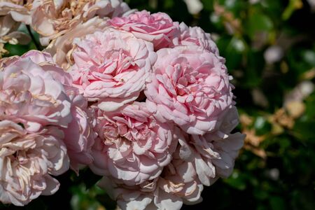 colourful close up of several home&garden floribunda rose heads with bokeh background and detailed petalsの写真素材