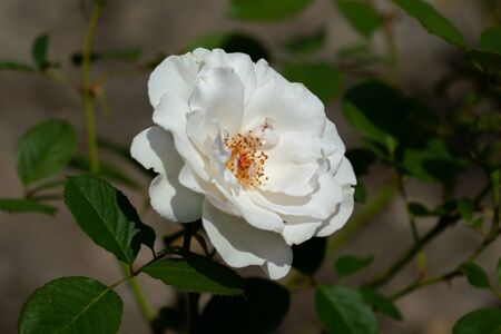 colourful close up of a single white margaret merril rose head with bokeh background and detailed petalsの写真素材