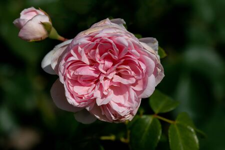 colourful close up of a the mccartney floribunda rose head with bokeh background and detailed petalsの写真素材