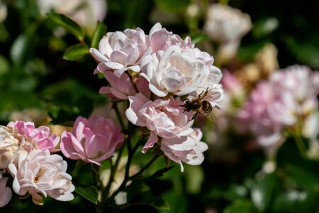 colourful close up of a bunch of the fairy polyantha rose heads with bokeh background and detailed petalsの写真素材