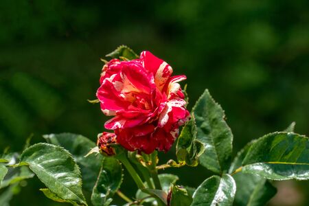 colourful close up of a single  marco polo floribunda rose head with bokeh background and detailed petalsの写真素材